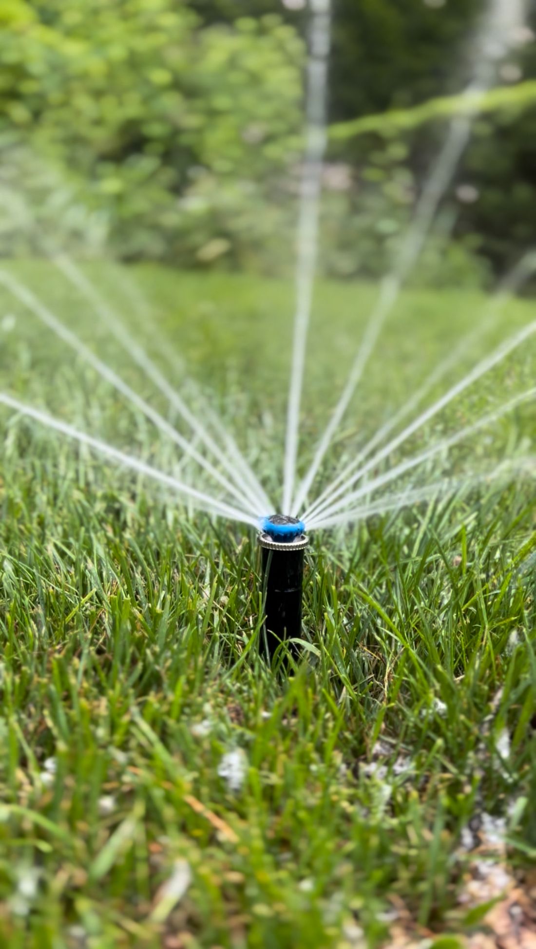 Pop-up lawn sprinkler spray head watering a residential lawn in Westchester County, NY